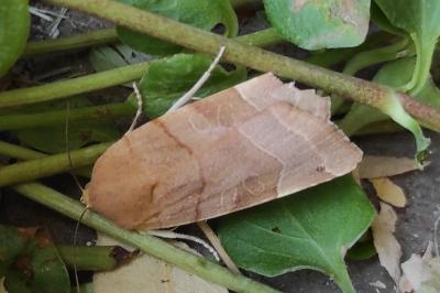 <i>Noctua fimbriata</i>