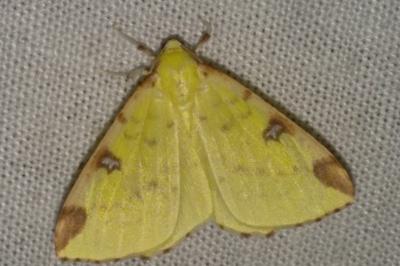 <i>Macaria liturata</i>