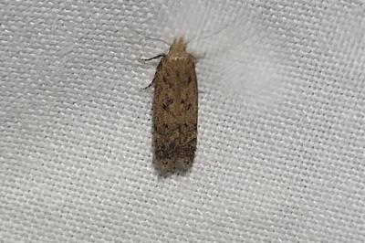 <i>Pexicopia malvella</i>