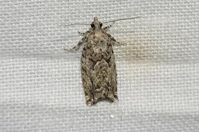 <i>Zeiraphera isertana</i>