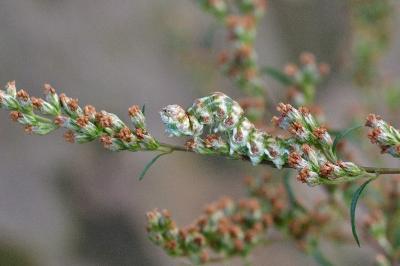 Cucullia absinthii