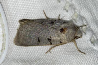 Eugnorisma glareosa