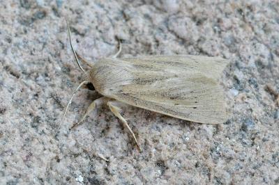 Rhizedra lutosa
