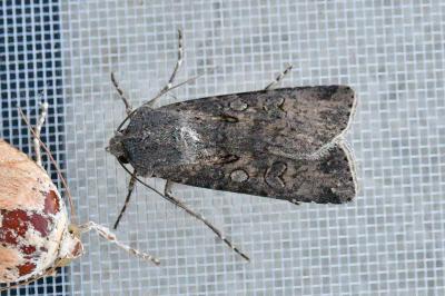 Agrotis segetum