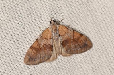 Pennithera firmata firmata