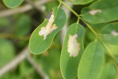 Parectopa robiniella