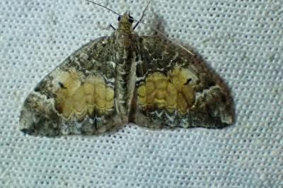 Dysstroma truncata