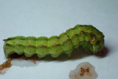 Helicoverpa armigera