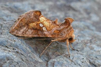 Chrysodeixis chalcites