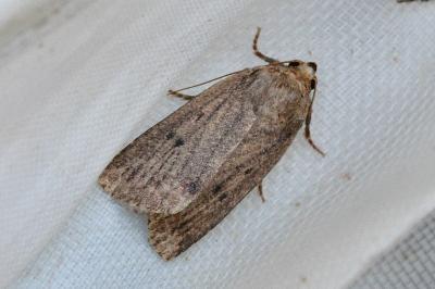 Amphipyra tragopoginis