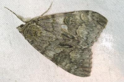 Catocala nupta