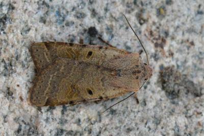 Agrochola lychnidis