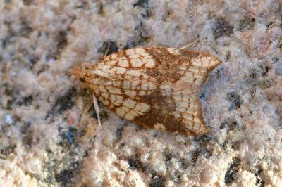 Acleris rhombana