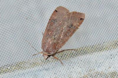 <i>Noctua pronuba</i>