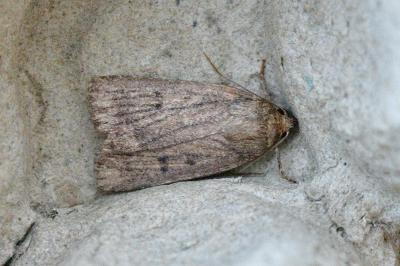 <i>Amphipyra tragopoginis</i>
