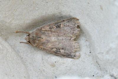 <i>Xestia xanthographa</i>