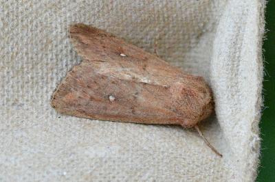 <i>Mythimna albipuncta</i>