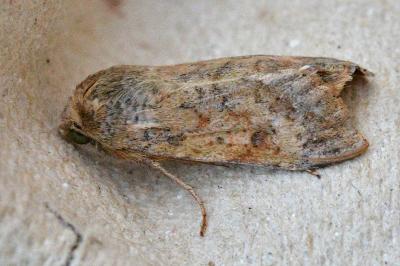 <i>Helicoverpa armigera</i>