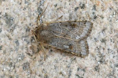 <i>Anchoscelis lunosa</i>
