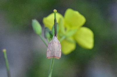 <i>Carcina quercana</i>