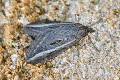 <i>Chesias legatella</i>