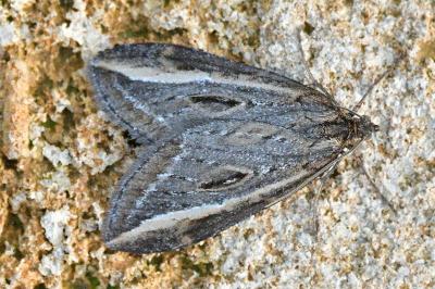 <i>Chesias legatella</i>