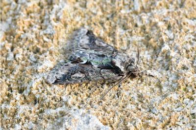 <i>Allophyes oxyacanthae</i>