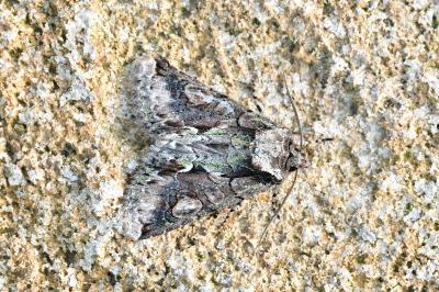 <i>Allophyes oxyacanthae</i>