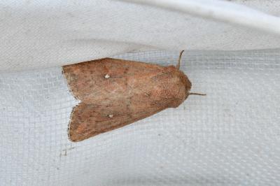 <i>Mythimna albipuncta</i>