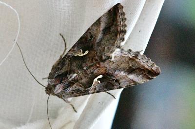 <i>Autographa gamma</i>