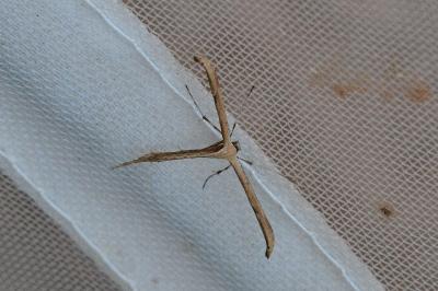 <i>Emmelina monodactyla</i>