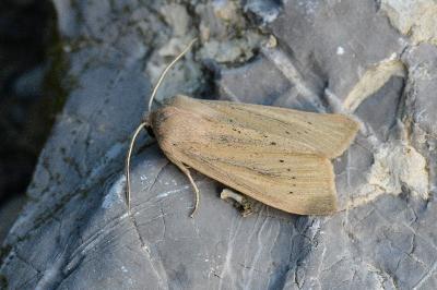 <i>Rhizedra lutosa</i>