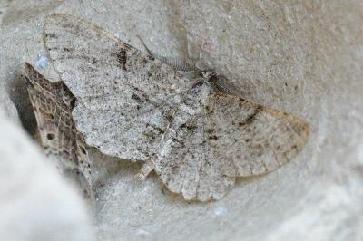 <i>Peribatodes rhomboidaria rhomboidaria</i>