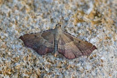 <i>Endotricha flammealis</i>
