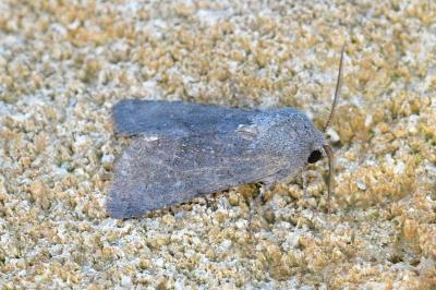 <i>Aporophyla lueneburgensis</i>
