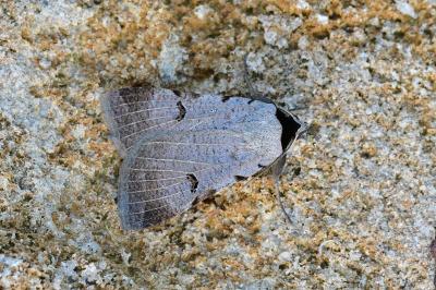 <i>Lygephila craccae</i>
