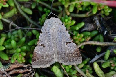 <i>Lygephila craccae</i>