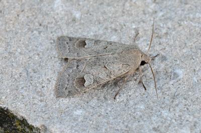 <i>Ammoconia caecimacula</i>
