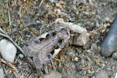 <i>Xestia c-nigrum</i>