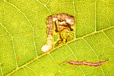 <i>Stigmella tiliae</i>