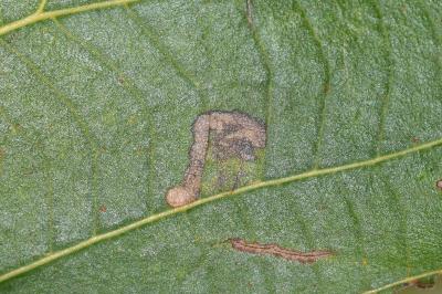 <i>Stigmella tiliae</i>