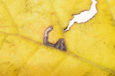 <i>Bucculatrix thoracella</i>