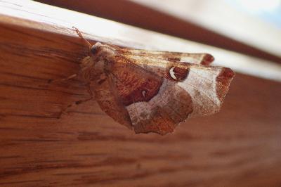<i>Selenia tetralunaria</i>