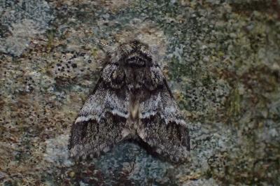 <i>Drymonia dodonaea</i>