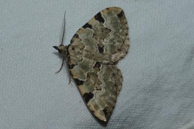 <i>Colostygia pectinataria</i>