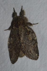<i>Peridea anceps</i>