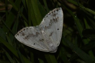 <i>Lomographa temerata</i>