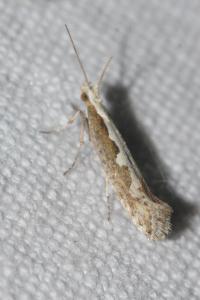 <i>Plutella xylostella</i>
