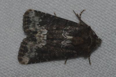 <i>Oligia strigilis/versicolor/latruncula</i>
