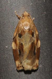 <i>Archips xylosteana</i>
